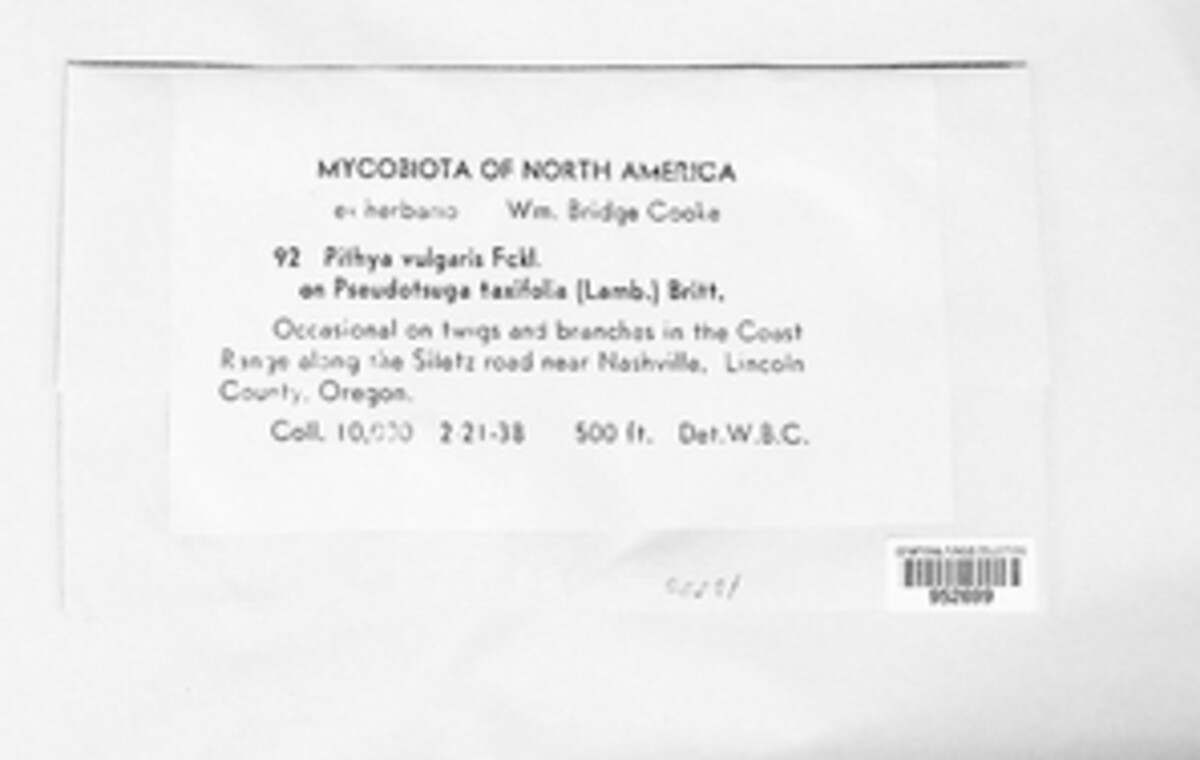 Pithya vulgaris image